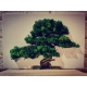 Drzewo z mchem BONSAI obraz mech chrobotek 30X20cm